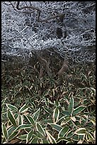 Dwarf-fir trees and undergrowth, Hallasan. Jeju Island, South Korea