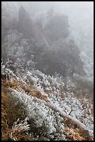 Frozen grasses and pinnacles in fog, Hallasan. Jeju Island, South Korea (color)