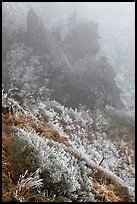 Frozen grasses and pinnacles in fog, Hallasan. Jeju Island, South Korea