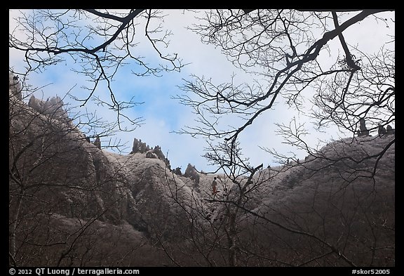 Pinnacles and bare branches, Mt Halla. Jeju Island, South Korea (color)