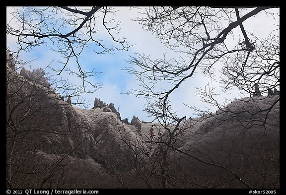 Pinnacles and bare branches, Mt Halla. Jeju Island, South Korea