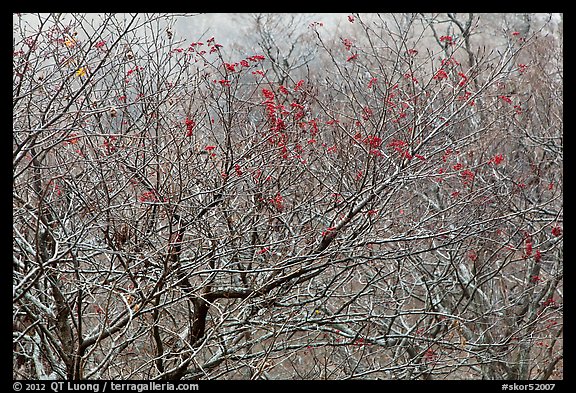Bare trees with berries, Mount Halla. Jeju Island, South Korea (color)