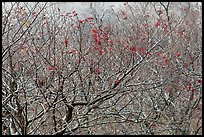 Bare trees with berries, Mount Halla. Jeju Island, South Korea