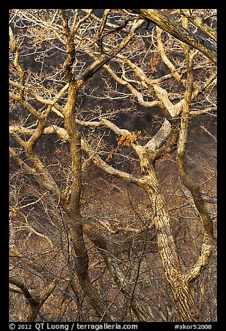 Bare branches, Hallasan National Park. Jeju Island, South Korea (color)