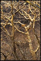 Bare branches, Hallasan National Park. Jeju Island, South Korea ( color)