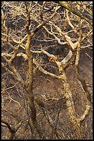 Bare branches, Hallasan National Park. Jeju Island, South Korea (color)