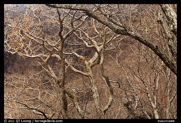 Bare forest, Hallasan National Park. Jeju Island, South Korea (color)