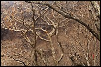 Bare forest, Hallasan National Park. Jeju Island, South Korea (color)