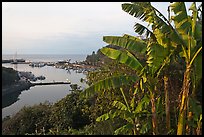 Banana tree and harbor, Seogwipo-si. Jeju Island, South Korea (color)