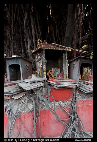 Altars and banyan. George Town, Penang, Malaysia (color)