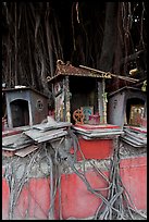 Altars and banyan. George Town, Penang, Malaysia