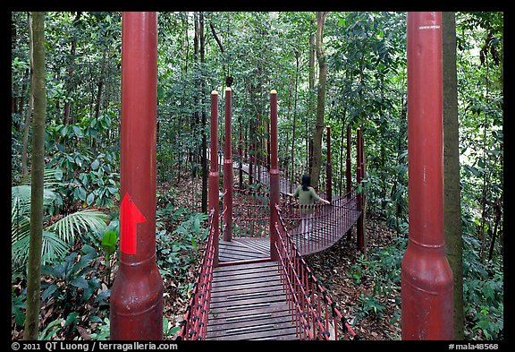 Tourist on forest boardwalk, Bukit Nanas Reserve. Kuala Lumpur, Malaysia