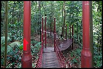 Tourist on forest boardwalk, Bukit Nanas Reserve. Kuala Lumpur, Malaysia ( color)