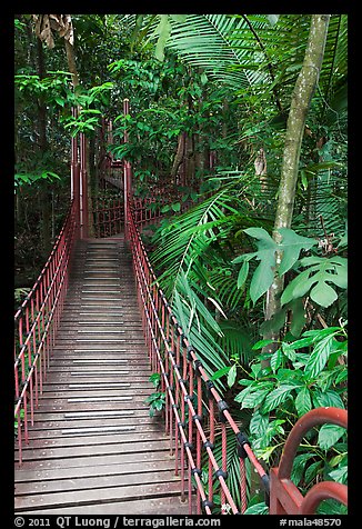 Suspended boardwalk, forest reserve. Kuala Lumpur, Malaysia