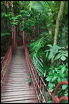 Suspended boardwalk, forest reserve. Kuala Lumpur, Malaysia (color)