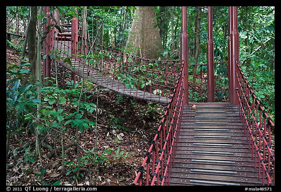 Boardwalk in dipterocarp forest reserve. Kuala Lumpur, Malaysia (color)