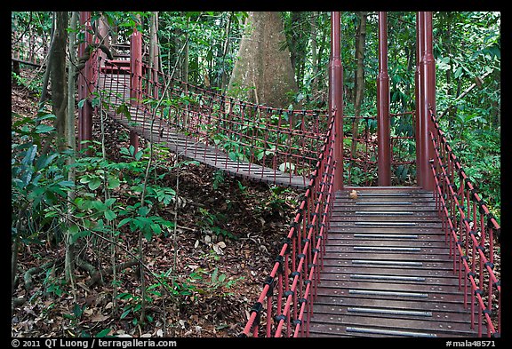 Boardwalk in dipterocarp forest reserve. Kuala Lumpur, Malaysia