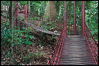 Boardwalk in dipterocarp forest reserve. Kuala Lumpur, Malaysia (color)