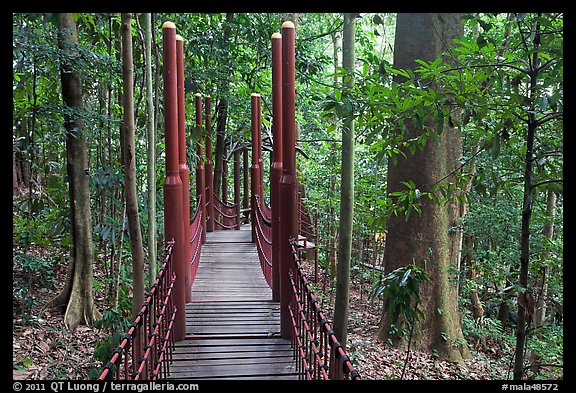 Dipterocarp forest with boardwalk, Bukit Nanas Reserve. Kuala Lumpur, Malaysia (color)