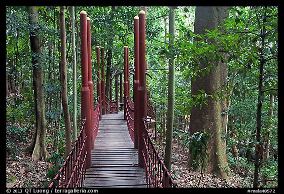 Picture/Photo: Dipterocarp forest with boardwalk, Bukit ...