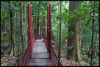Dipterocarp forest with boardwalk, Bukit Nanas Reserve. Kuala Lumpur, Malaysia (color)