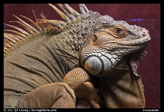 Iguana close-up, Menara KL. Kuala Lumpur, Malaysia