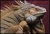 Iguana close-up, Menara KL. Kuala Lumpur, Malaysia