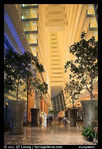 Potted trees inside Marina Bay Sands hotel. Singapore (color)