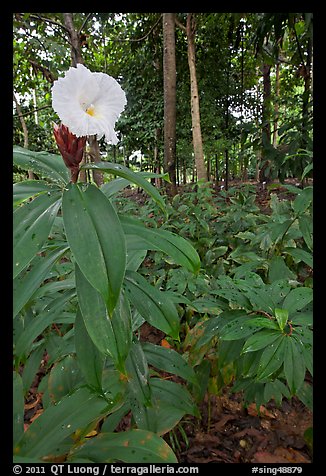 Tropical flower, Singapore Botanical Gardens. Singapore (color)