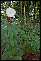 Tropical flower, Singapore Botanical Gardens. Singapore