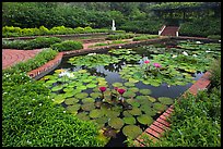 Pond with water lillies, Singapore Botanical Gardens. Singapore (color)