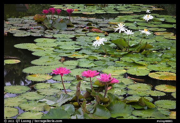 Water lillies in bloom,  Singapore Botanical Gardens. Singapore