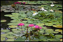 Water lillies in bloom,  Singapore Botanical Gardens. Singapore