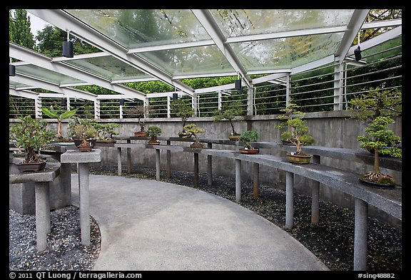 Bonsai trees, Singapore Botanical Gardens. Singapore