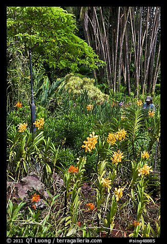 Orchids and bamboo, National Orchid Garden. Singapore (color)