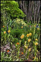 Orchids and bamboo, National Orchid Garden. Singapore