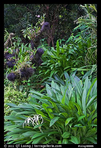 Orchids, National Orchid Garden. Singapore