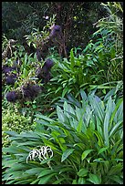 Orchids, National Orchid Garden. Singapore (color)