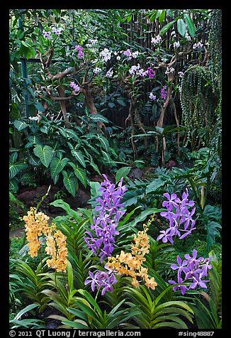 National Orchid Garden, in Singapore Botanical Gardens. Singapore