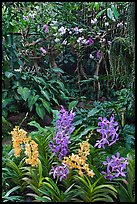 National Orchid Garden, in Singapore Botanical Gardens. Singapore ( color)