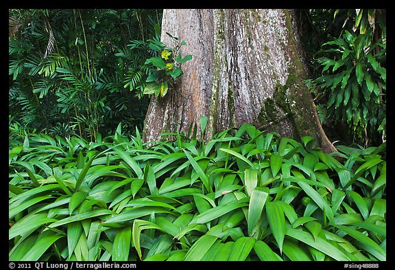 Leaves and trunk,  Singapore Botanical Gardens. Singapore (color)