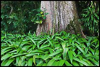 Leaves and trunk,  Singapore Botanical Gardens. Singapore