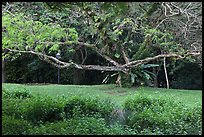 Tree, Singapore Botanical Gardens. Singapore ( color)