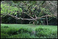 Tree, Singapore Botanical Gardens. Singapore