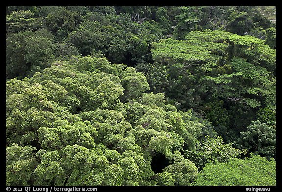 Forest canopy. Singapore