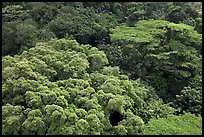 Forest canopy. Singapore ( color)