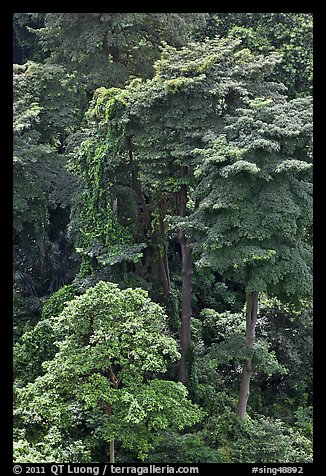 Forest trees. Singapore (color)