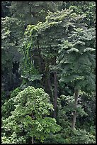 Forest trees. Singapore (color)