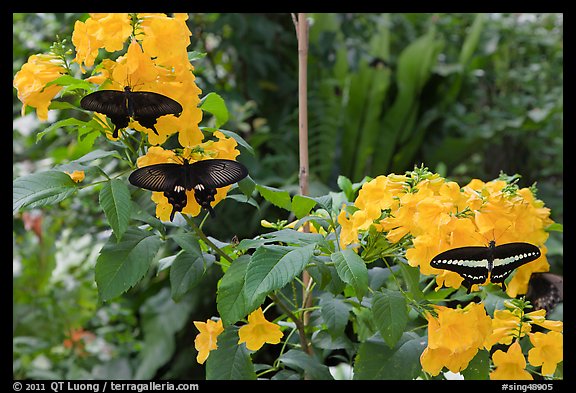 Black butterflies and flowers, Sentosa Island. Singapore (color)