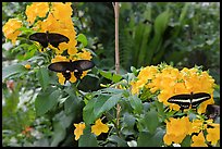 Black butterflies and flowers, Sentosa Island. Singapore (color)